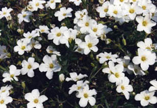 Arenaria montana